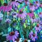 Midsummer nights original
